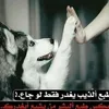 dybq1dz3kicz