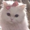 pinkmilkycloud