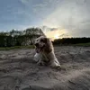 .cockerspaniel.kola