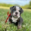 lone_oak_bulldogs