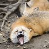 foxneedsbed