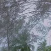 ayumaihani