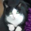 catlady6159