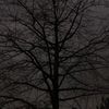 saith_vel