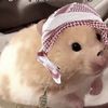 ͏‍الهاششمي 5١5