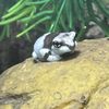 littlefroggie02