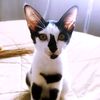 pui_anabul
