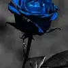 bachduongbachduon