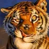 marclechaton1