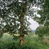 userniemtin