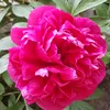 larlinda25