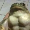 pingola_murcha_123