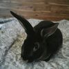 Naydean 🐰