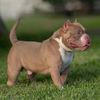 pound4poundbullies