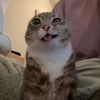 farsya_0508