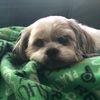 sofitheshihtzu