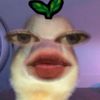 urbae_aln