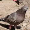 userskj2060dht