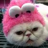 abductedbykitties