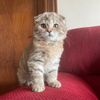 rossiecats