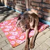 hunde_von_der_edeltanne
