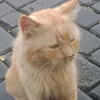 atiekblado