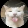 silliestcat1
