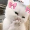 ...kitty.12