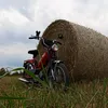 miszkomiszkomiszko_