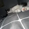 lazybutt1