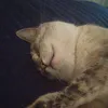 chipi_pro_2017