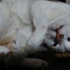 catlovers___a1