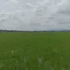 bungabakawali335