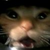 bryansnuw