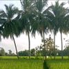 💚🌿 dhana 🌿💚