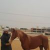 bu_hamad_abudabi