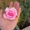 monaf_12