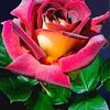 sawsan8020