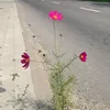 nour.alkas