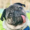 hoshipug