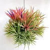 tillandsia_corner9