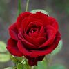 joanwalker573