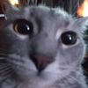dav_meow