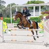 sabinohorses