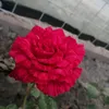 ha56bt