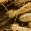 termitewitheuknowledge