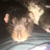 vik_renardy