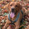 oscar.foxredlab