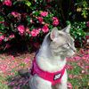 purrfectlylu