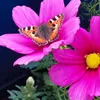 🦋 Petra 🦋